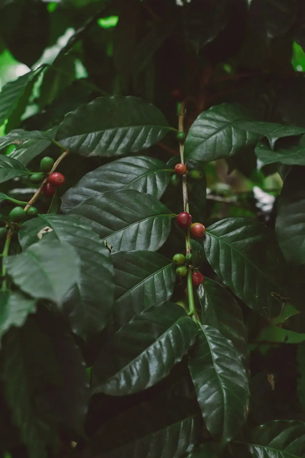 Coffee fruit ripening among green leaves