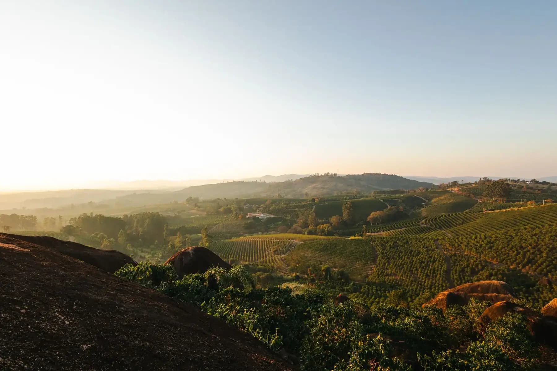 Rolling coffee growing hills at sunrise