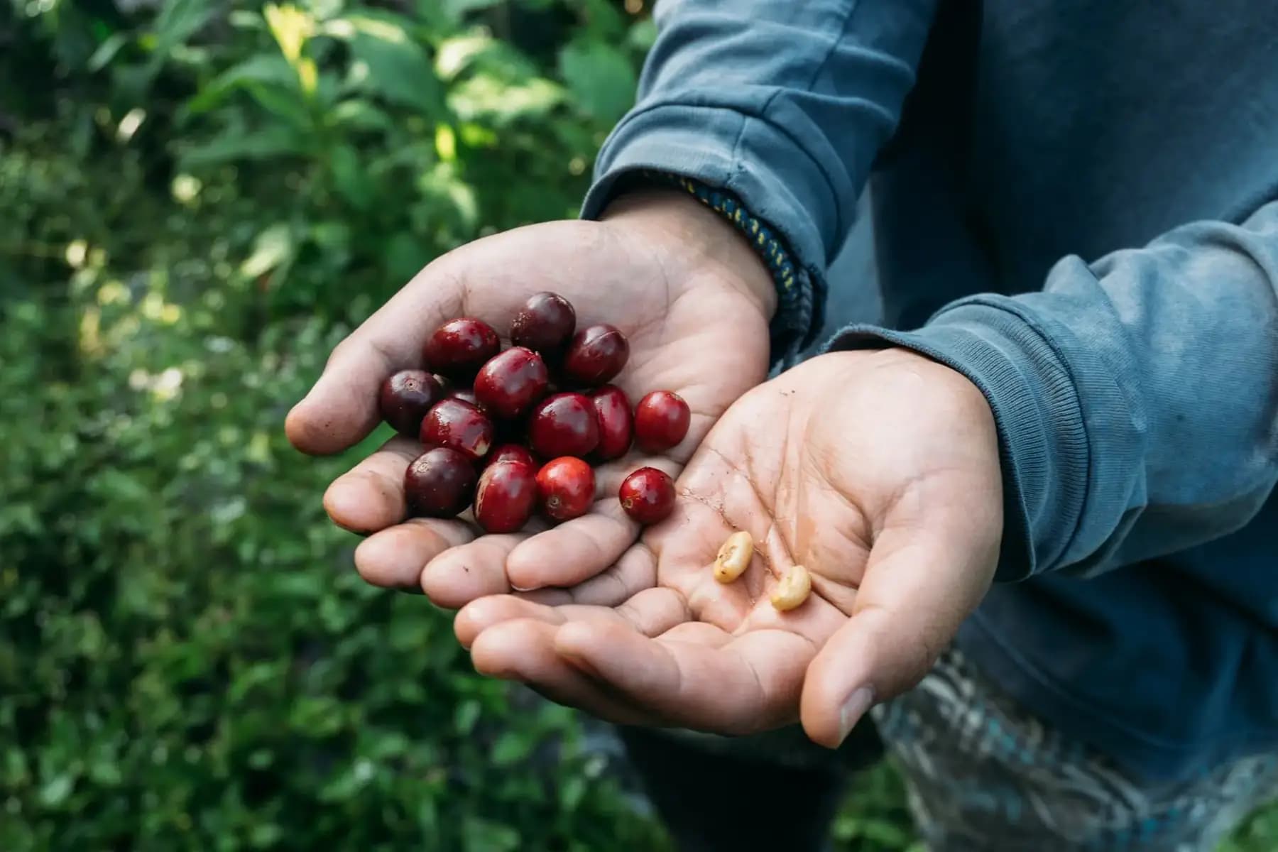 Two hands holding freshly picked coffee cherries and beans
