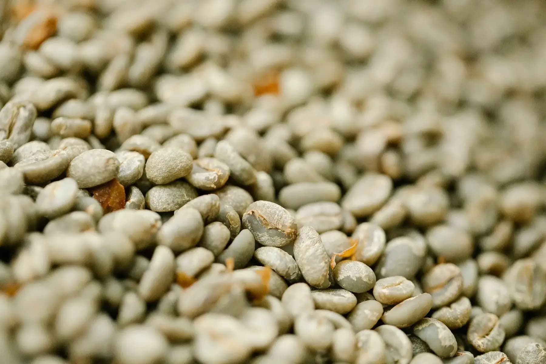 Close-up of dried parchment coffee beans